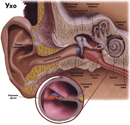Как слышит человек