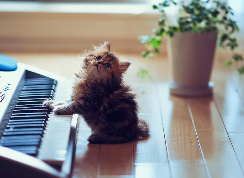 Котёнок играет музыку